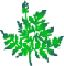 fern