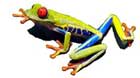 frog