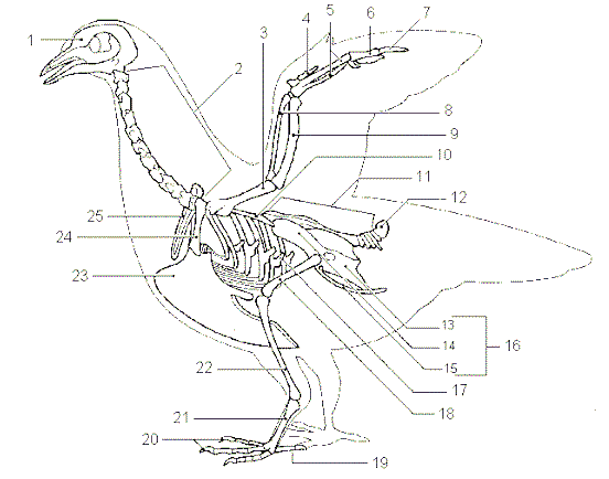 crow skeleton diagram