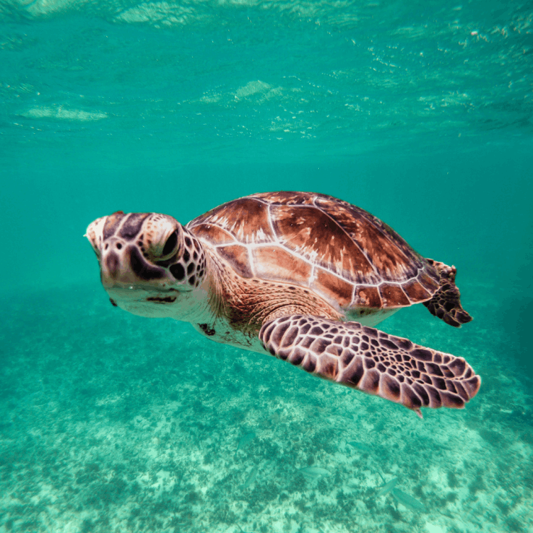 Sea Turtle