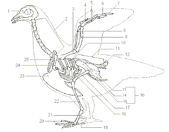 bird skeleton drawing