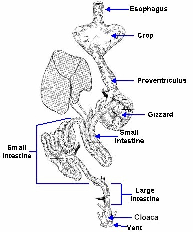 Avian Urinary System