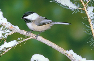 chickadee