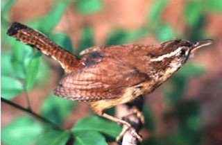 wren