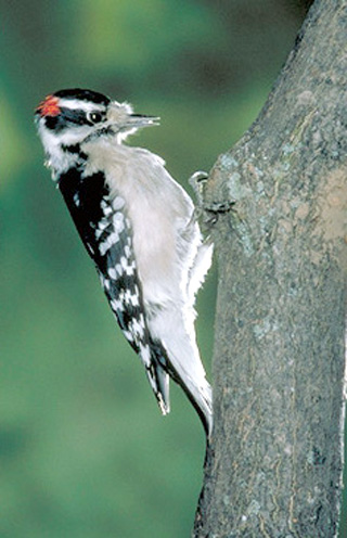 woodpecker