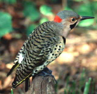 flicker