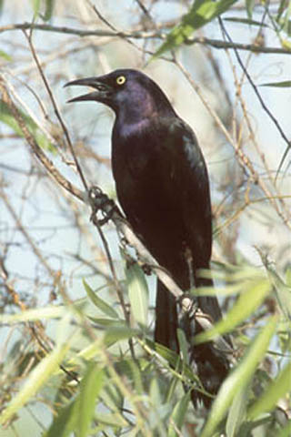 grackle