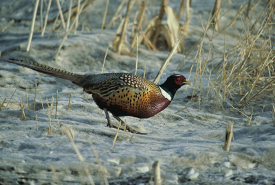 pheasant