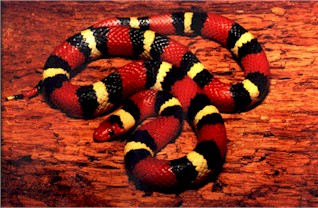 scarlet king snake belly