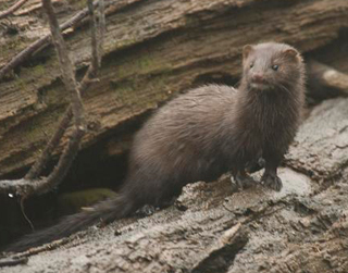 Mink1